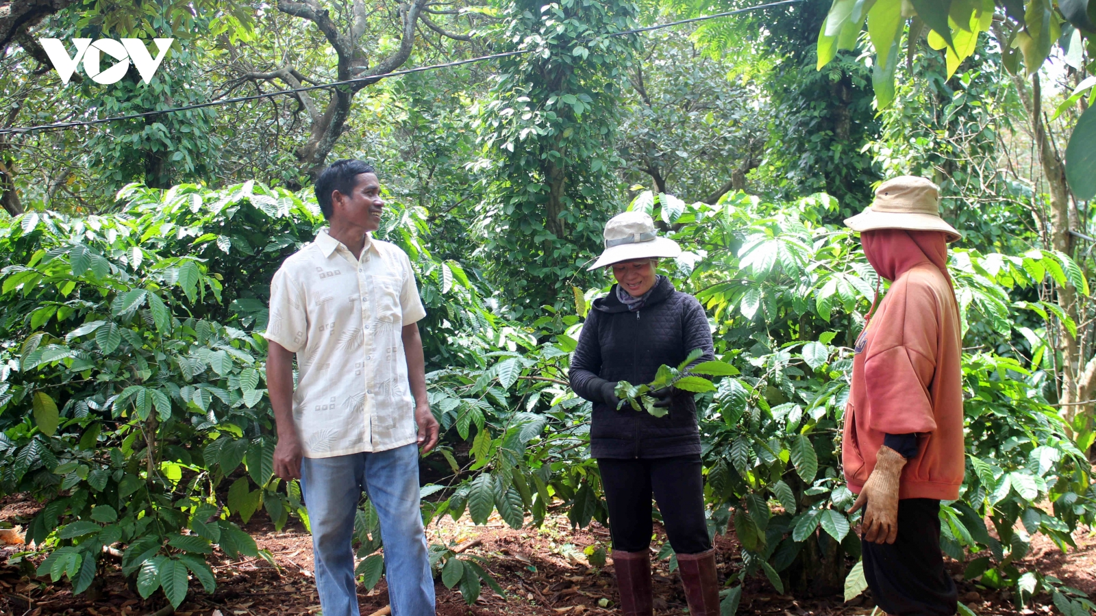 Liên kết sản xuất cà phê - bước chuyển từ Chương trình 1719 ở vùng DTTS Đắk Lắk